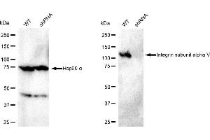 Western blotting analysis using Integrin subunit alpha V antibody (ABIN7800943).
