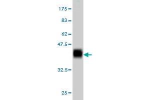 Western Blot detection against Immunogen (37. (Antizyme Inhibitor 1 antibody  (AA 339-447))