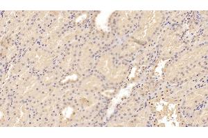 Detection of ADPN in Porcine Kidney Tissue using Monoclonal Antibody to Adiponectin (ADPN) (ADIPOQ antibody  (AA 18-243))