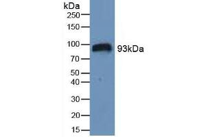 Figure. (HIF1A antibody  (AA 575-826))