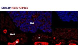 MUC19 antibody  (C-Term)