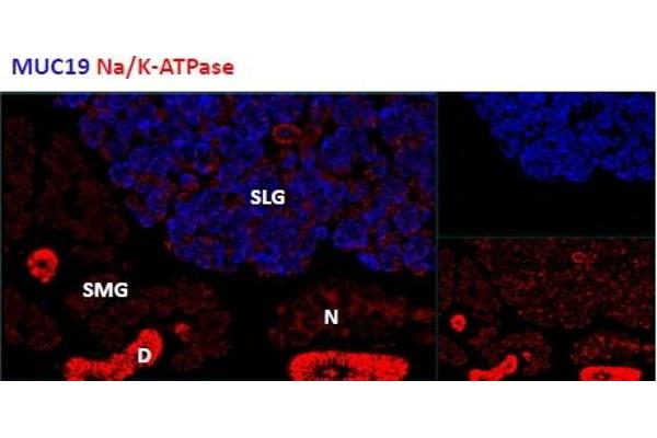 MUC19 antibody  (C-Term)