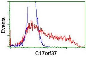 Image no. 2 for anti-Chromosome 17 Open Reading Frame 37 (C17orf37) antibody (ABIN1501775)