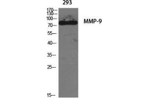 Western Blot (WB) analysis of specific cells using MMP-9 Polyclonal Antibody. (MMP 9 antibody  (C-Term))