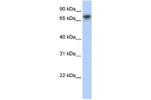 Western Blotting (WB) image for anti-Tripartite Motif Containing 29 (TRIM29) antibody (ABIN2457958) (TRIM29 antibody)