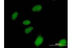 Immunofluorescence of purified MaxPab antibody to NUBP1 on HeLa cell. (NUBP1 antibody  (AA 1-320))