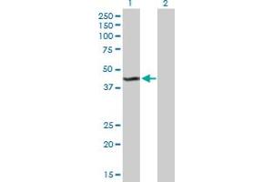 Western Blot analysis of KMO expression in transfected 293T cell line by KMO MaxPab polyclonal antibody. (KMO antibody  (AA 1-407))
