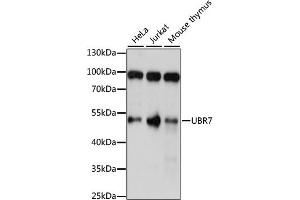 Western blot analysis of extracts of various cell lines, using UBR7 antibody (ABIN6293313) at 1:1000 dilution. (UBR7 antibody)