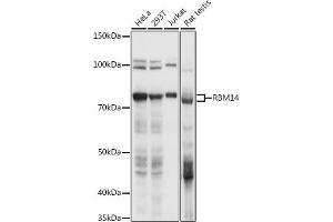 Western blot analysis of extracts of various cell lines, using RBM14 antibody (ABIN6133649, ABIN6146760, ABIN6146762 and ABIN6217049) at 1:1000 dilution. (RBM14 antibody  (AA 500-600))