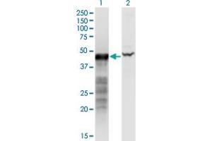 Western Blot analysis of BNIP2 expression in transfected 293T cell line by BNIP2 monoclonal antibody (M02), clone 8C6.