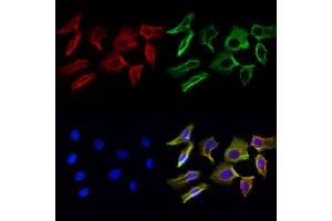 ABIN6264119 and ABIN6272974 staining Hela cells by IF/ICC. (PDLIM7 antibody  (N-Term))