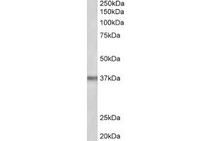 AP23220PU-N POLDIP2 antibody staining of Mouse Liver lysate at 2 µg/ml (35µg protein in RIPA buffer). (POLDIP2 antibody  (Internal Region))