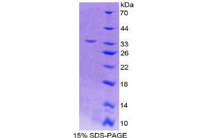 SDS-PAGE (SDS) image for Interleukin 12 beta (IL12B) (AA 35-302) protein (His tag) (ABIN1878752) (IL12B Protein (AA 35-302) (His tag))