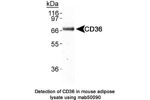 Image no. 2 for anti-CD36 (CD36) antibody (ABIN363244) (CD36 antibody)