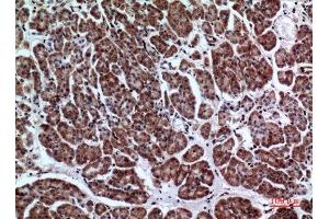 Immunohistochemistry (IHC) analysis of paraffin-embedded Human Pancreas, antibody was diluted at 1:100. (LILRA2 antibody  (Internal Region))