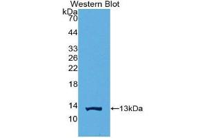 Western Blotting (WB) image for anti-High Mobility Group Nucleosome Binding Domain 1 (HMGN1) (AA 14-100) antibody (ABIN1859181) (HMGN1 antibody  (AA 14-100))