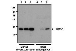 Western blot analysis of human and rat HMGB1 using anti-HMGB1, mAb (rec. (Recombinant HMGB1 antibody)
