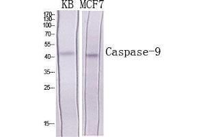 Western Blot (WB) analysis of specific cells using Caspase-9 Polyclonal Antibody.