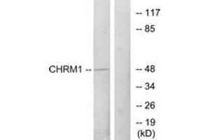 Western blot analysis of extracts from HepG2 cells, using CHRM1 Antibody. (CHRM1 antibody  (AA 295-344))