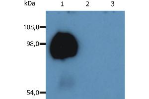 peripheral blood lymphocytes of various species using anti-human CD43 (MEM-59). (CD43 antibody  (FITC))