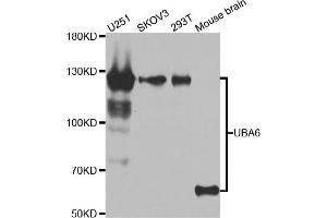 Western blot analysis of extracts of various cell lines, using UBA6 antibody (ABIN5975585) at 1/1000 dilution. (UBA6 antibody)