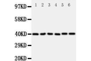 Western Blotting (WB) image for anti-WNT1 Inducible Signaling Pathway Protein 1 (WISP1) (AA 354-367), (C-Term) antibody (ABIN3043974) (WISP1 antibody  (C-Term))
