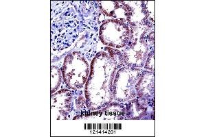 IL6 Antibody immunohistochemistry analysis in formalin fixed and paraffin embedded human kidney tissue followed by peroxidase conjugation of the secondary antibody and DAB staining. (IL-6 antibody  (AA 27-55))