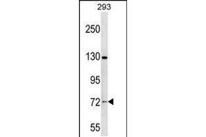 Western blot analysis in 293 cell line lysates (35ug/lane). (NOL4 antibody  (C-Term))