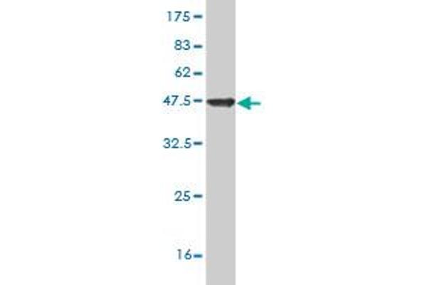 SAP18 antibody  (AA 1-153)