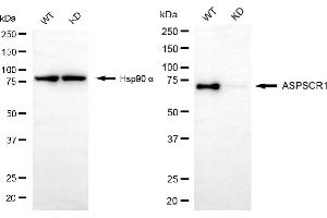 Western blotting analysis using ASPSCR1 antibody (ABIN7797586).