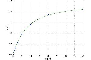 Lysyl Oxidase (LOX) ELISA Kit