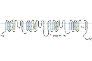 Representative domain view of the target of ABIN7884811.