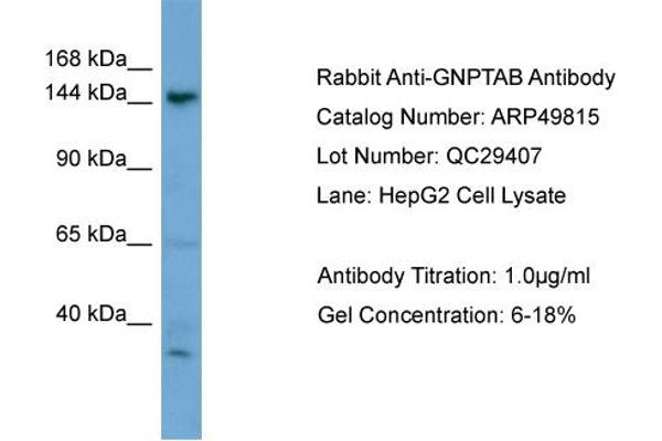 GNPTAB anticorps  (N-Term)