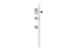 Western blot analysis of CPZ Antibody (N-term) (ABIN390459 and ABIN2840830) in K562 cell line lysates (35 μg/lane). (CPZ antibody  (N-Term))