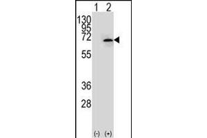 Western blot analysis of NEK3 (arrow) using rabbit polyclonal NEK3 Antibody  (ABIN652427 and ABIN2842151). (NEK3 antibody  (AA 331-361))