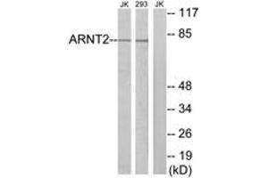 Western blot analysis of extracts from Jurkat/293 cells, using ARNT2 Antibody.