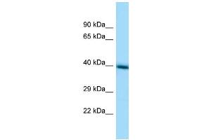 WB Suggested Anti-TMEM30A Antibody Titration:  1 ug/ml  Positive Control:  HepG2 cell lysate