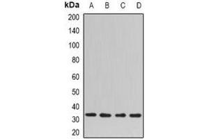 Western blot analysis of SNAP-gamma expression in Hela (A), mouse spleen (B), mouse lung (C), rat brain (D) whole cell lysates. (NAPG antibody)