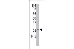 Western blot analysis of anti-H1 Antibody (N-term) 6302a in  cell line lysates (35 μg/lane). (APH1A antibody  (N-Term))