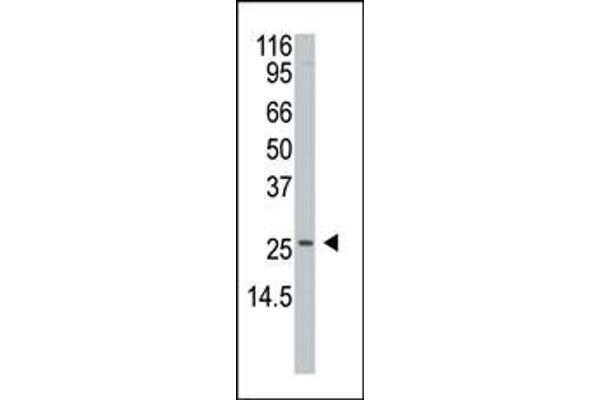 APH1A antibody  (N-Term)