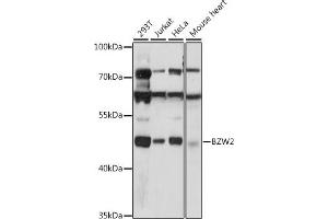 Western blot analysis of extracts of various cell lines, using BZW2 antibody (ABIN7265831) at 1:1000 dilution. (BZW2 antibody  (AA 190-300))