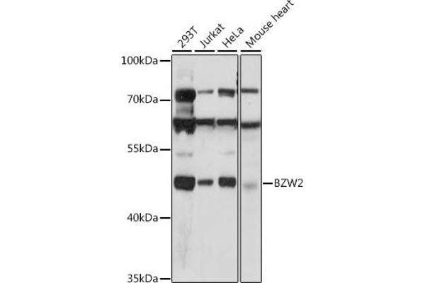 BZW2 antibody  (AA 190-300)