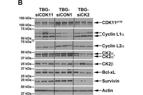 Cyclin L2 antibody  (AA 309-384)