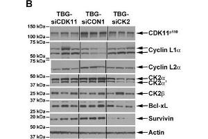 Cyclin L2 antibody  (AA 309-384)