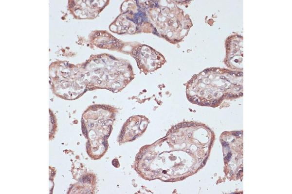 GEMIN5 antibody  (AA 750-950)