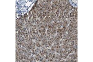 Immunohistochemical staining of human liver with SVOPL polyclonal antibody  shows moderate cytoplasmic positivity in hepatocytes at 1:50-1:200 dilution. (SVOPL antibody)