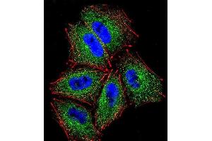 Confocal immunofluorescent analysis of PCDHAC2 Antibody (Center) (ABIN656091 and ABIN2845434) with NCI- cell followed by Alexa Fluor 488-conjugated goat anti-rabbit lgG (green). (PCDHAC2 antibody  (AA 616-644))