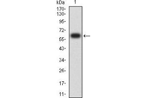 Western blot analysis using CD213A1 mAb against human CD213A1 (AA: extra 22-343) recombinant protein. (IL13 Receptor alpha 1 antibody  (AA 22-343))