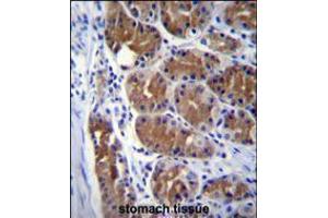 DCTN2 Antibody immunohistochemistry analysis in formalin fixed and paraffin embedded human stomach tissue followed by peroxidase conjugation of the secondary antibody and DAB staining.
