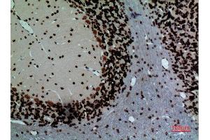 Immunohistochemistry (IHC) analysis of paraffin-embedded Rat Brain, antibody was diluted at 1:100. (Lamin B1 antibody  (Internal Region))